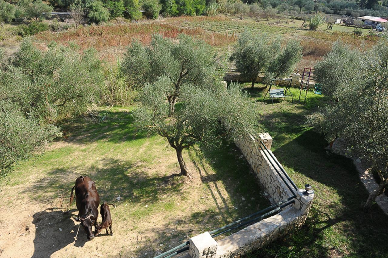 Ammos Zante Villas Vasilikí Extérieur photo